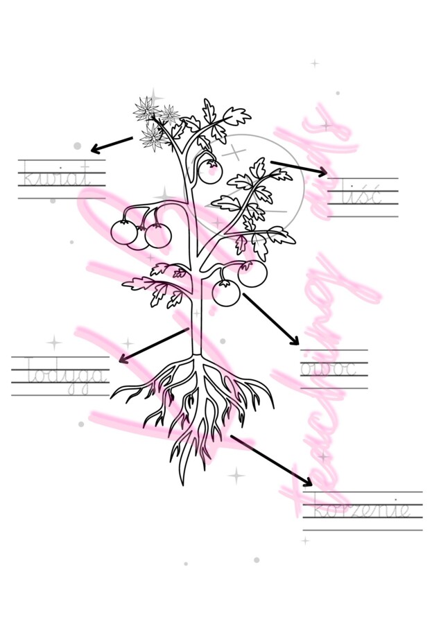 Budowa rośliny - ed. przyrodnicza klasa II