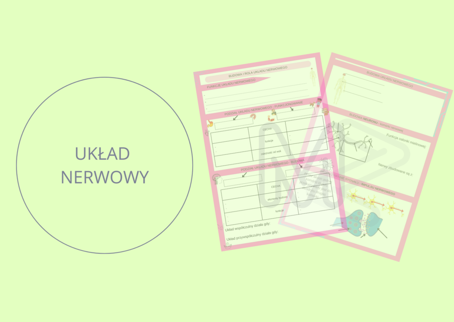 Budowa i rola układu nerwowego