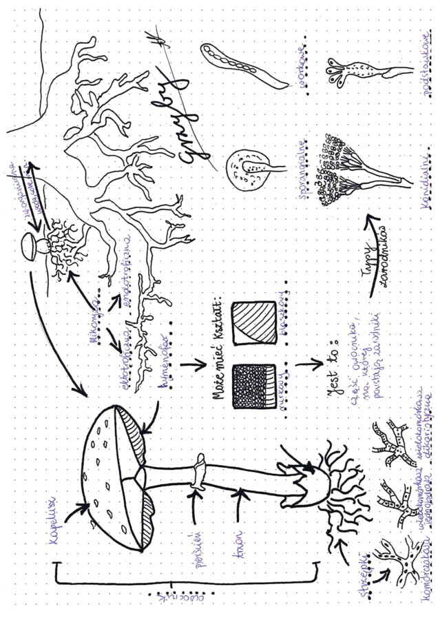 Grzyby - graficzna karta pracy