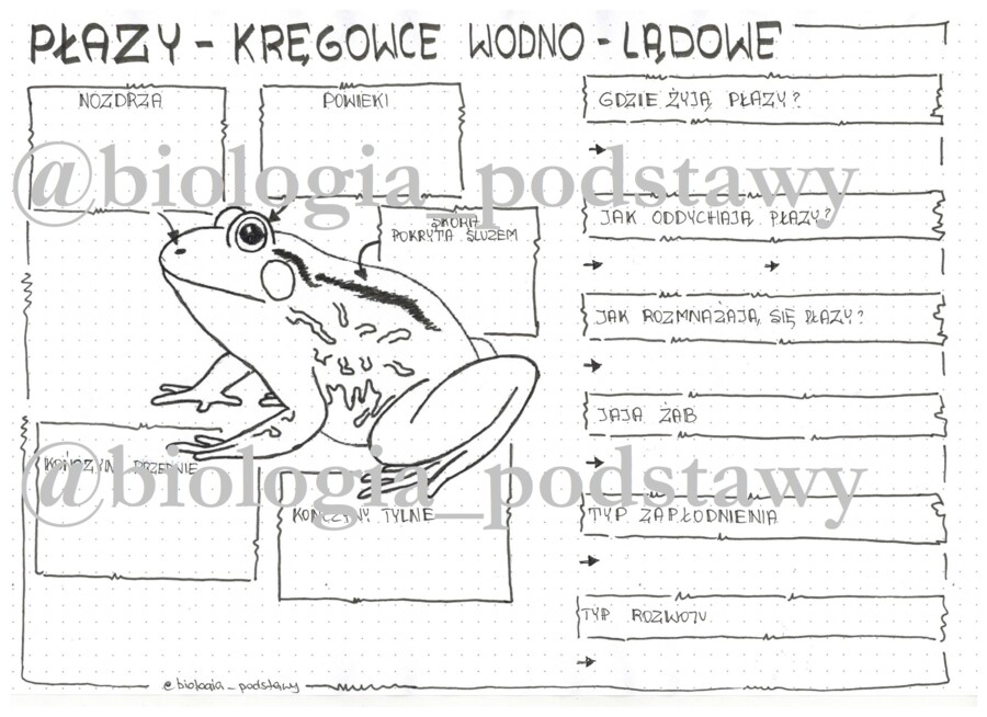 Klasa 6 - Płazy - karta pracy