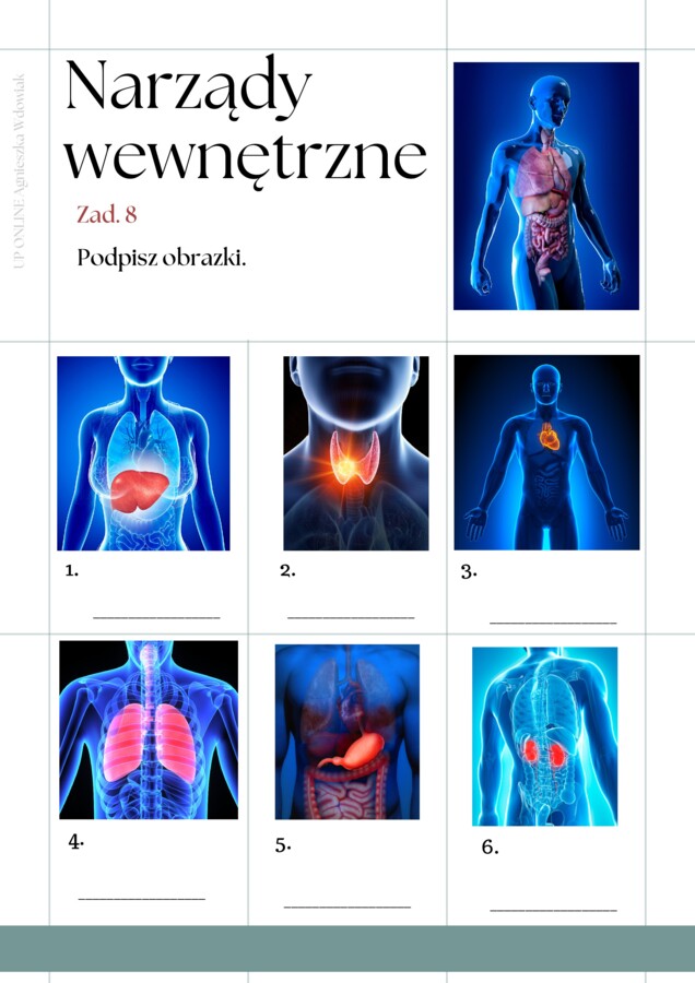 Części ciała workbook + kurs fiszkowy
