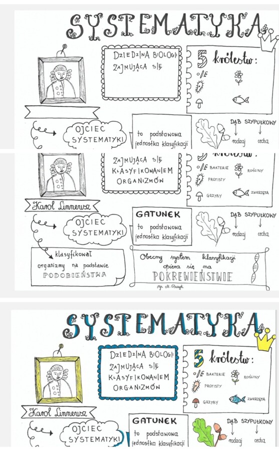 Systematyka - sketchnotka