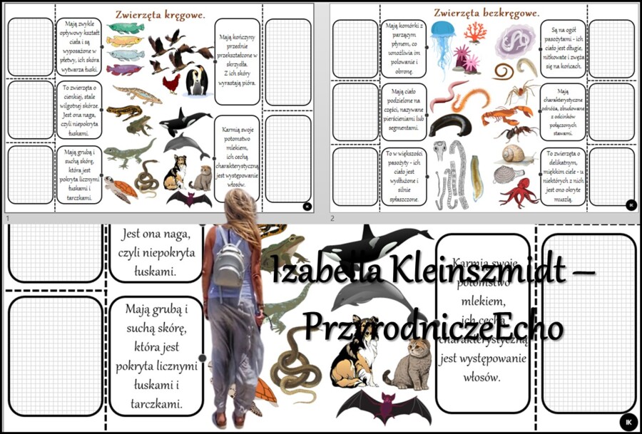 Notatka okienkowa/stacja zadaniowe/notatka/notatka graficzna/karta pracy/sketchnotka „ Kręgowce i bezkręgowce”, „W królestwie zwierząt” w pdf. Biologia 5 dział „Świat zwierząt”. Materiał wykonany na podstawie podręcznika z wydawnictwa Nowa Era – nowość 2