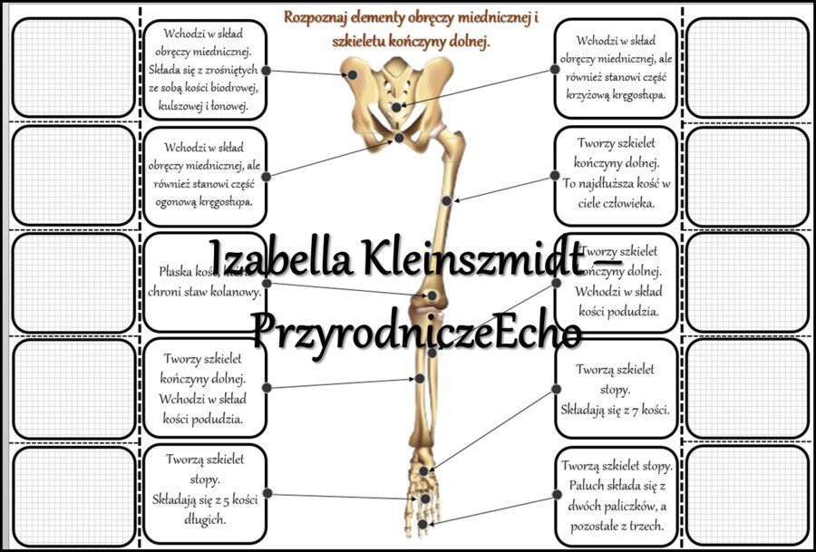 Notatka okienkowa/stacja zadaniowe/notatka interaktywna/notatka graficzna/karta pracy/sketchnotka „Szkielet obręczy i kończyn”, „Szkielet obręczy”, „Szkielet kończyn” w pdf. „Szkielet kończyn”. Biologia 7, dział „Aparat ruchu”. Materiał wykonany na podst
