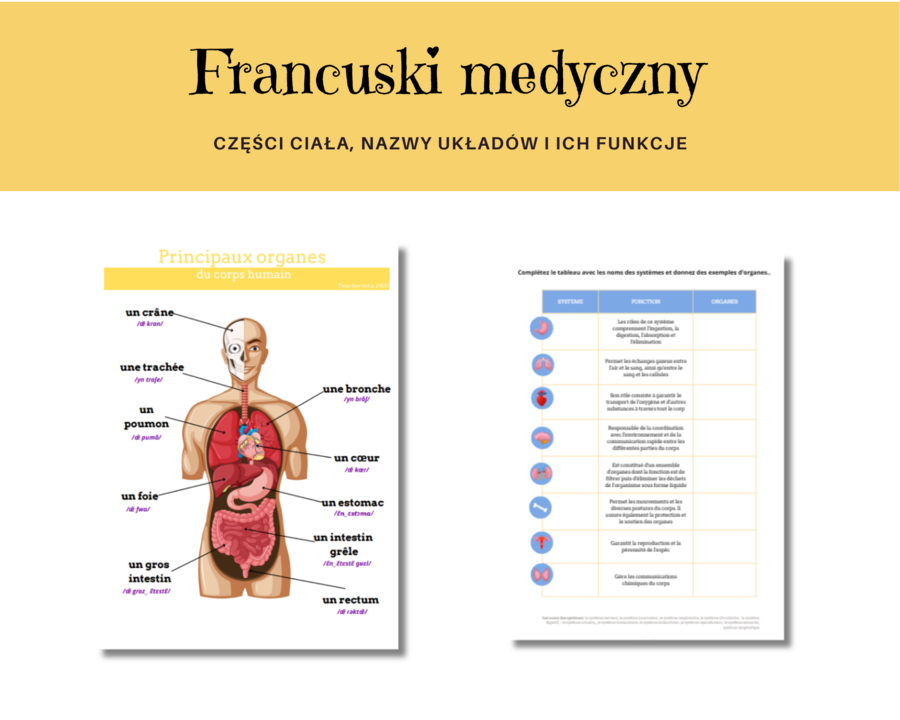 Język Francuski Medyczny, Anatomia, Organy i ich funkcje, Ćwiczenia, Słownictwo, Karty Pracy, Principaux organes du corps humain, Anatomie humaine