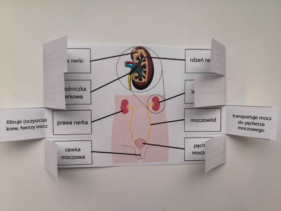 Układ moczowy (wydalniczy) - okienkowa notatka