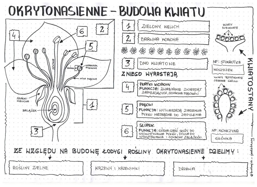 okrytonasienne - budowa kwiatu - klasa 5 - notatka graficzna do pokolorowania