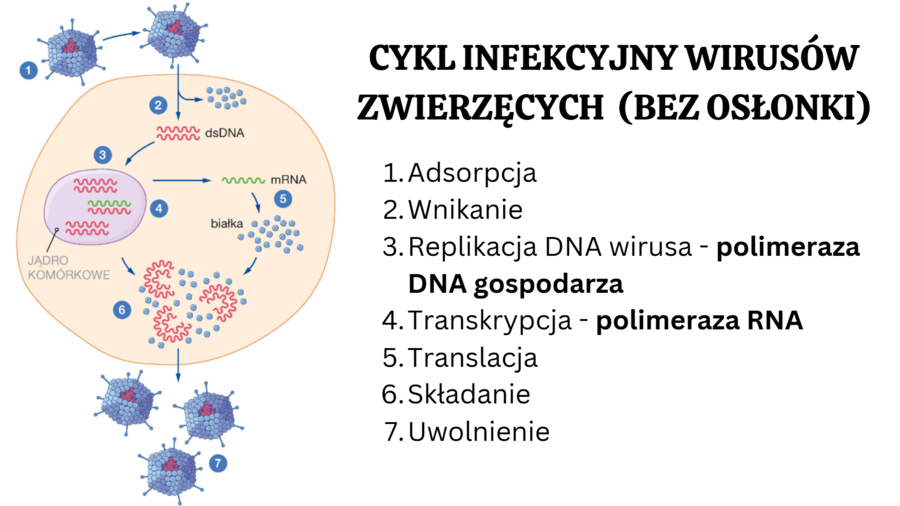 wirusy - molekularne pasożyty 2 KLASA BIOLOGIA ROZSZERZONA