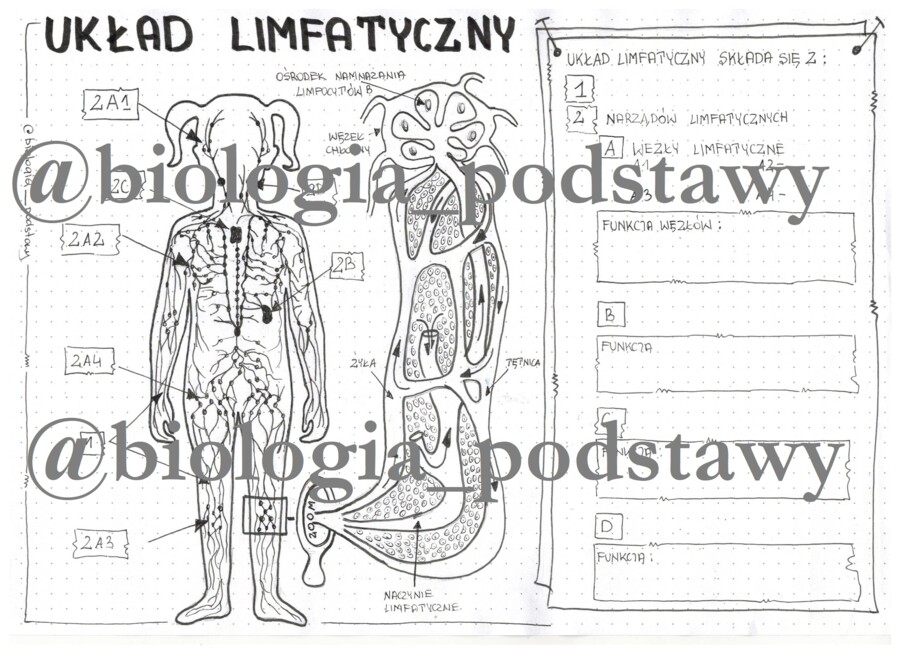 Klasa 7 - Układ limfatyczny - karta pracy