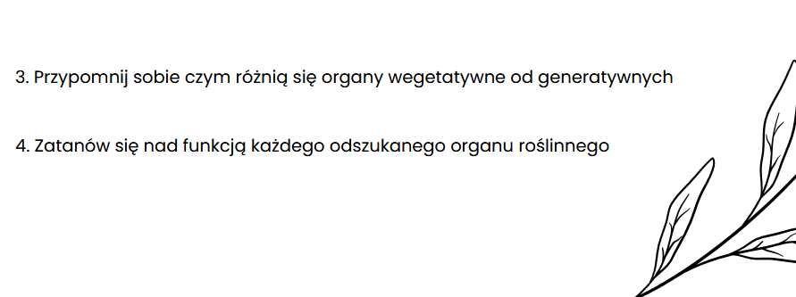 Organy wegetatywne i generatywne roślin (liście, łodyga, korzeń, owoce, kwiat)