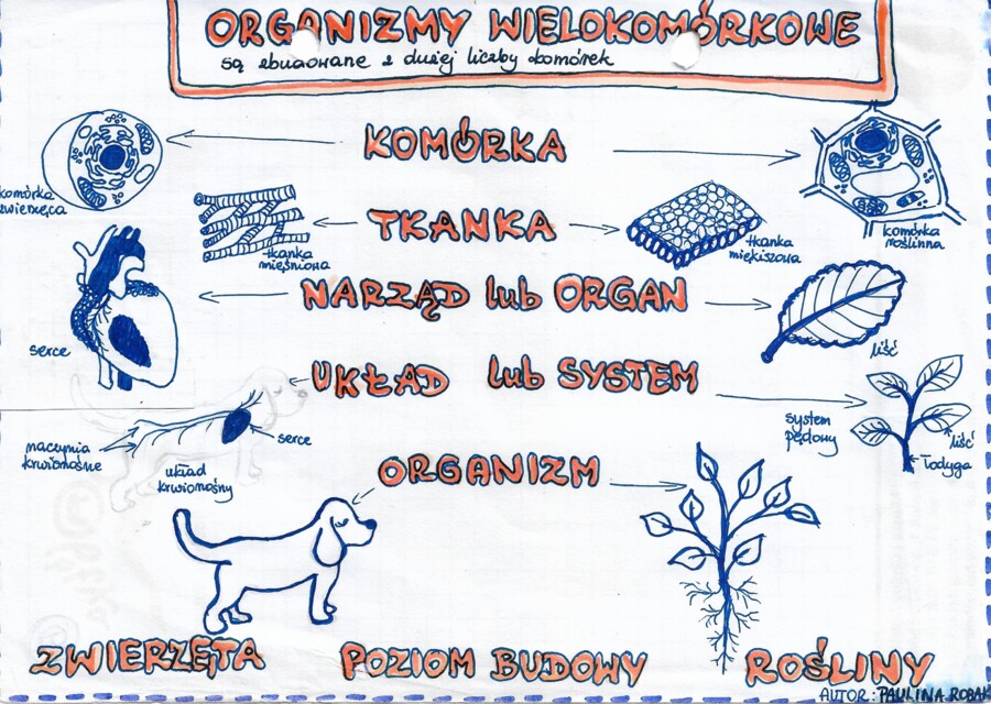 Organizmy wielokomórkowe (hierarchiczna budowa organizmów) - kolor