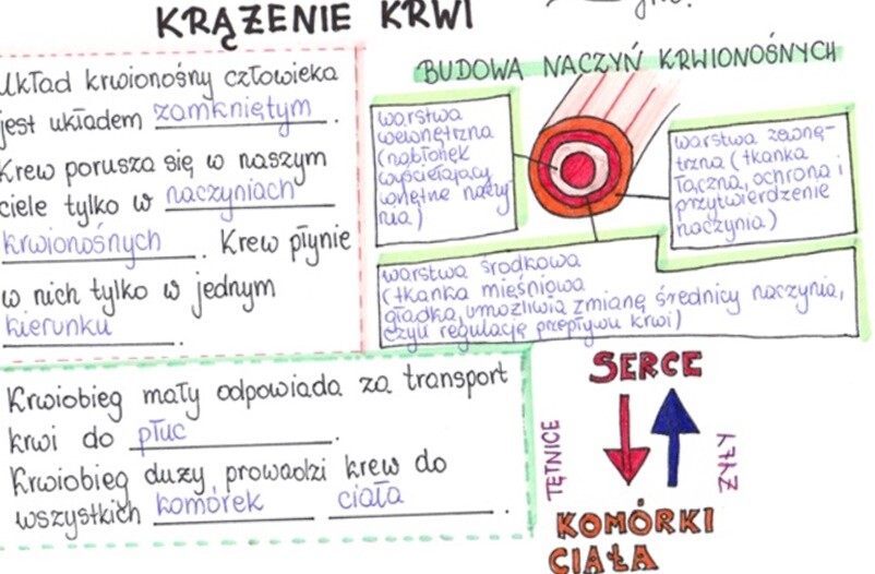Krążenie krwi (sketchnotka)