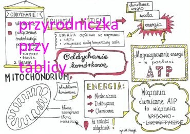 Klasa 7. Biologia. Oddychanie komórkowe