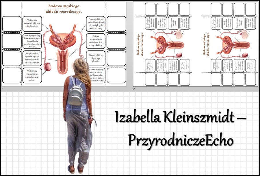 Notatka okienkowa „Budowa męskiego układu rozrodczego” w pdf. Biologia 7 dział „Rozmnażanie i rozwój człowieka”.