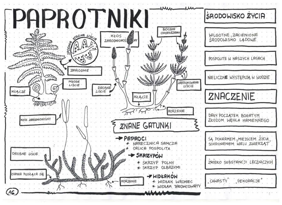Paprotniki - klasa 5 - notatka graficzna