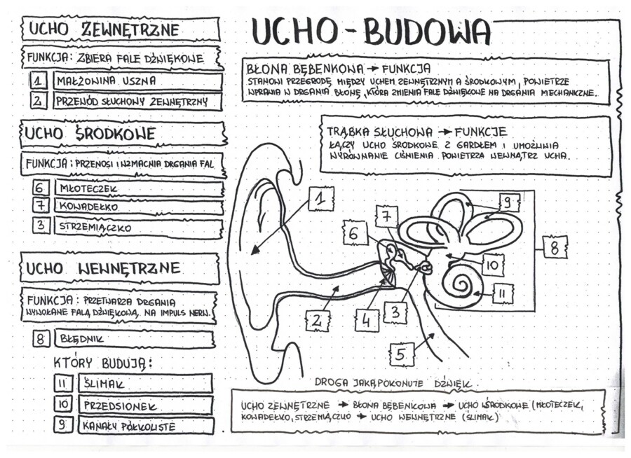 Budowa ucha - klasa 7 - uzupełniona notatka