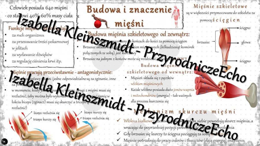 Sketchnotka - notatka „Budowa i znaczenie mięśni” wykonana w power point do edycji. Biologia 7; „Aparat ruchu”