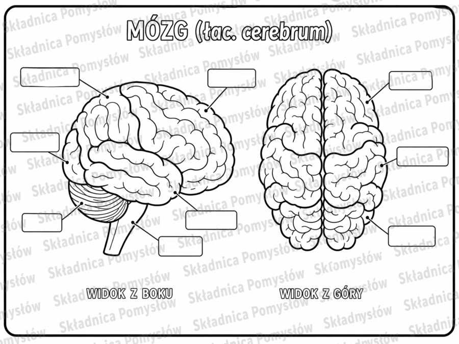 BUDOWA MÓZGU - pakiet: kolorowanka XXL (2 warianty)+kolorowankaA4+uzupełniankaA4; układ nerwowy, karta pracy