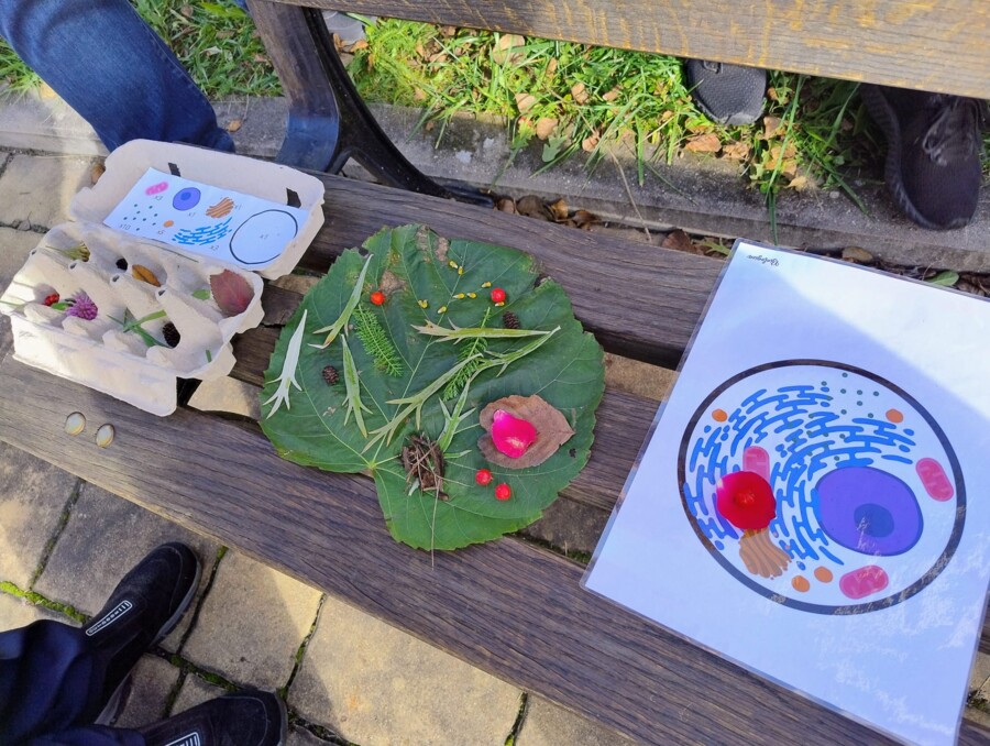 "Zbierz komórkę do wytłoczki" czyli jak omówić budowę komórek w terenie