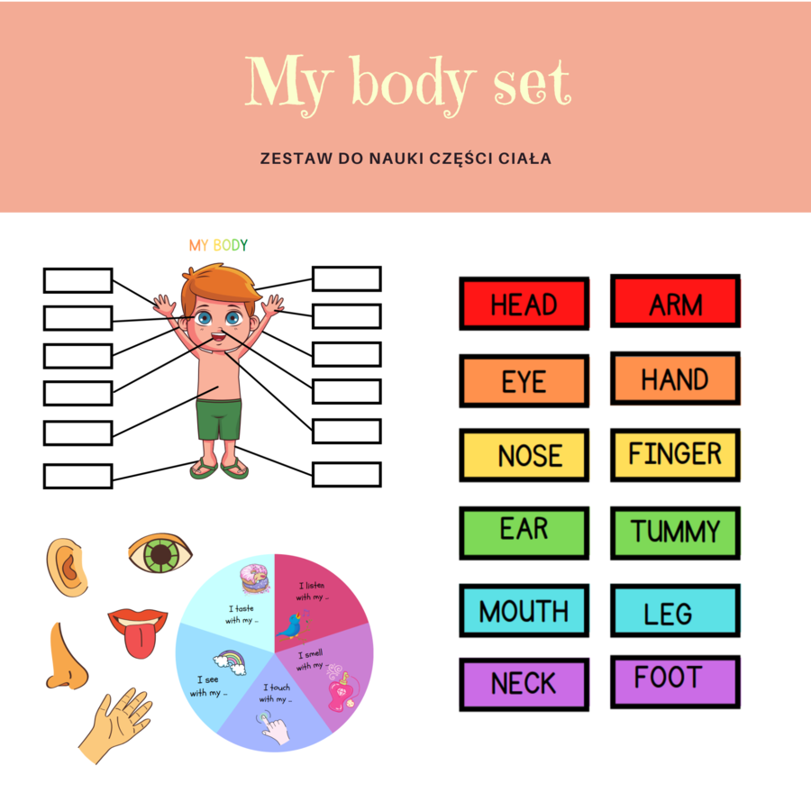 My body set - zestaw do nauki części ciała, organów oraz 5 zmysłów, CLIL