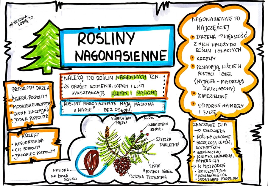 Klasa 5. Biologia. Nagonasienne (karta pracy kolorowa)