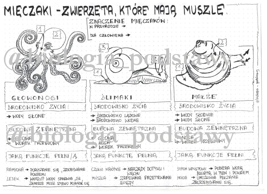 Klasa 6 - Mięczaki - sketchnotka