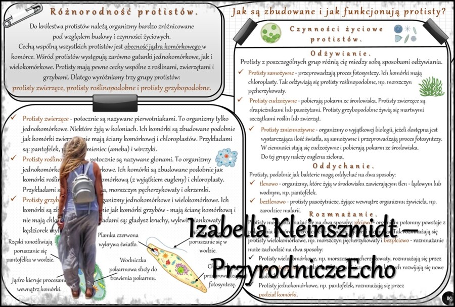Zestaw sketchnotek/notatek/streszczeń/wklejek/ściąg dla ucznia i nauczyciela w pdf. Biologia 5 dział „Klasyfikacja i systematyka. Wirusy. Bakterie. Prostisty. Grzyby.”. Notatki zostały wykonane na podstawie podręcznika z wydawnictwa WSiP.