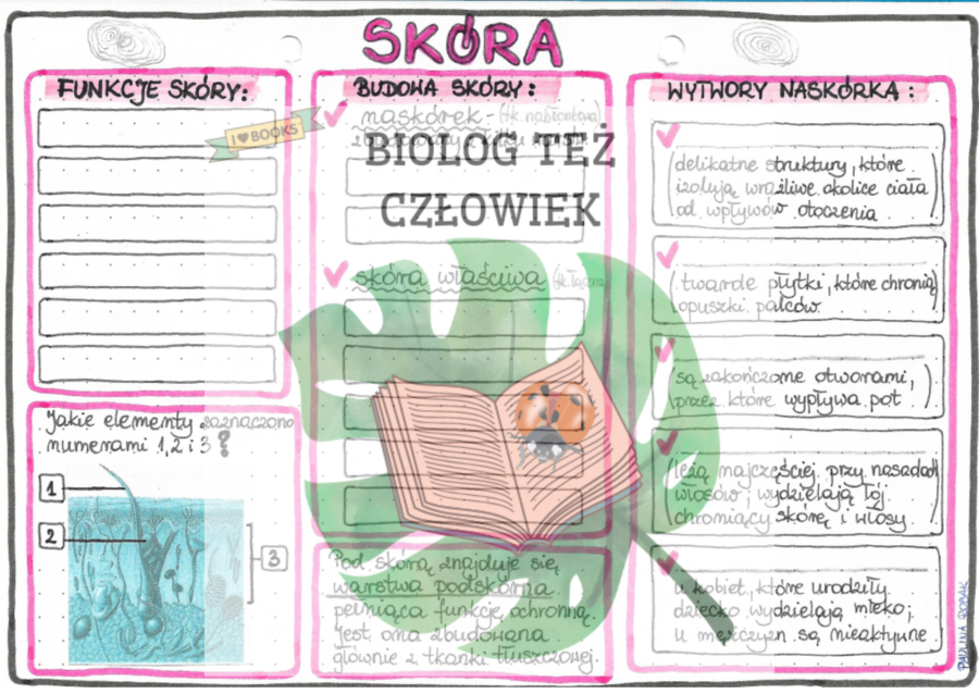 Skóra (budowa i funkcje) - kolor