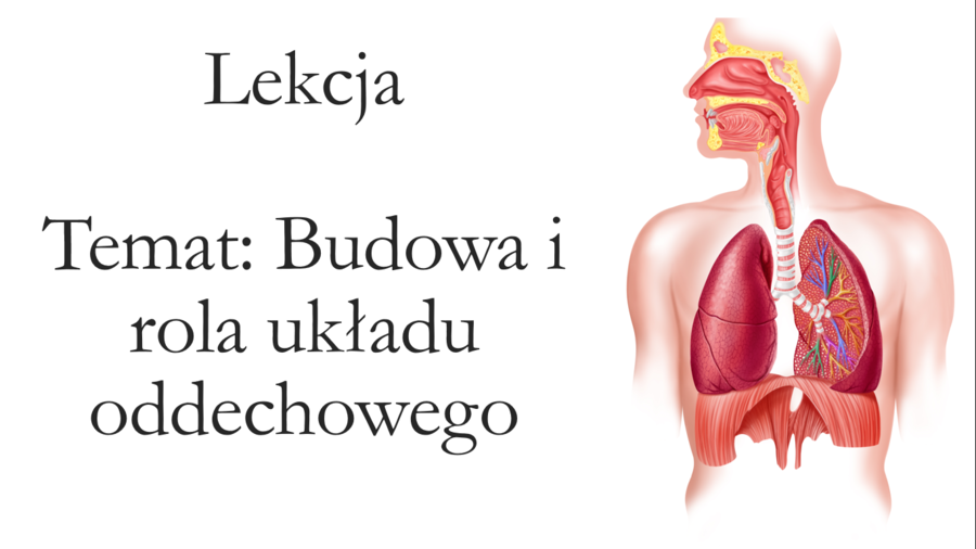 Budowa układu oddechowego - prezentacja