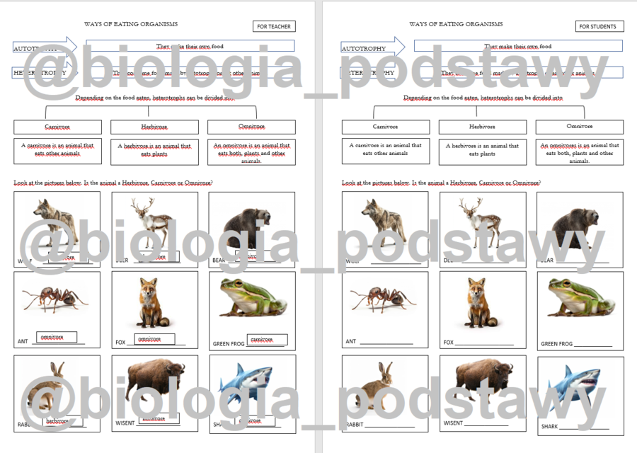 Klasa 4 - Organizmy różnią się sposobem odżywiania - notatka z terminologią angielską