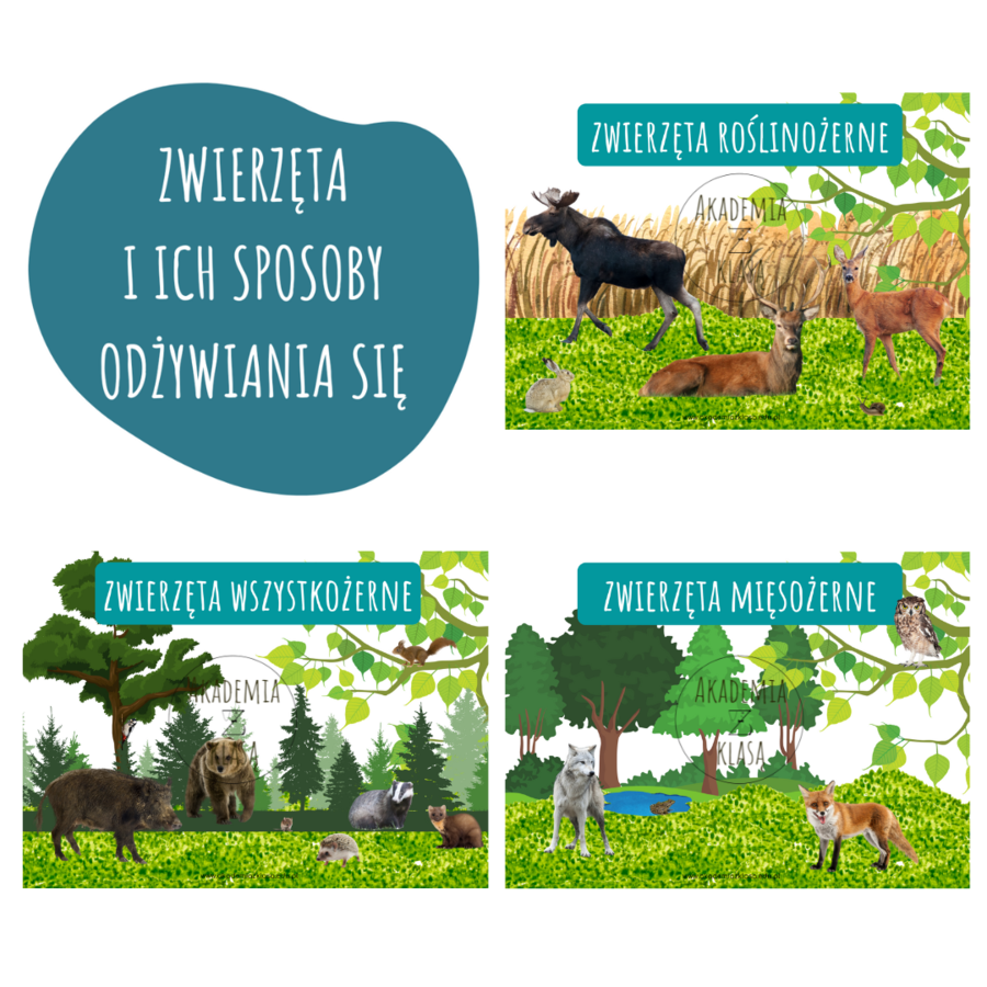 ZWIERZĘTA ROŚLINOŻERNE, MIĘSOŻERNE, WSZYSTKOŻERNE - PLANSZE EDUKACYJNE