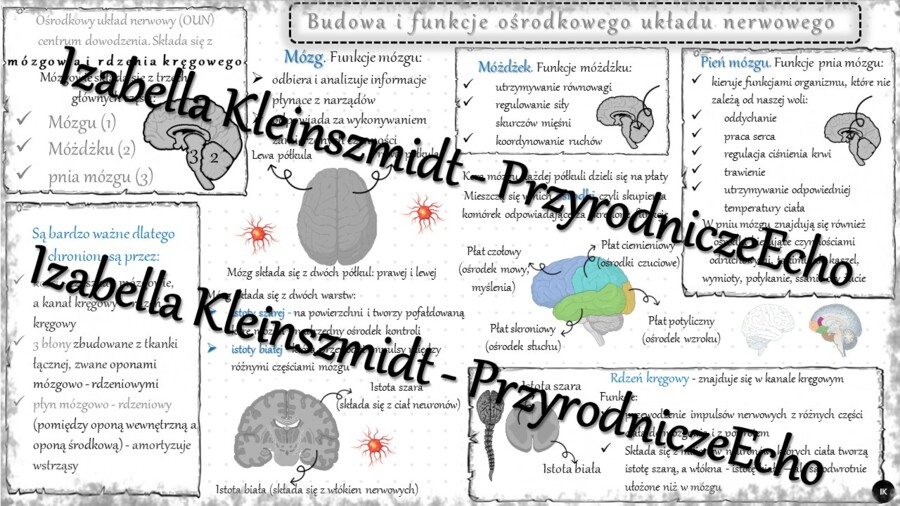 Sketchnotka - notatka „Ośrodkowy układ nerwowy” wykonana w power point do edycji. Biologia 7; „Regulacja nerwowo-hormonalna”