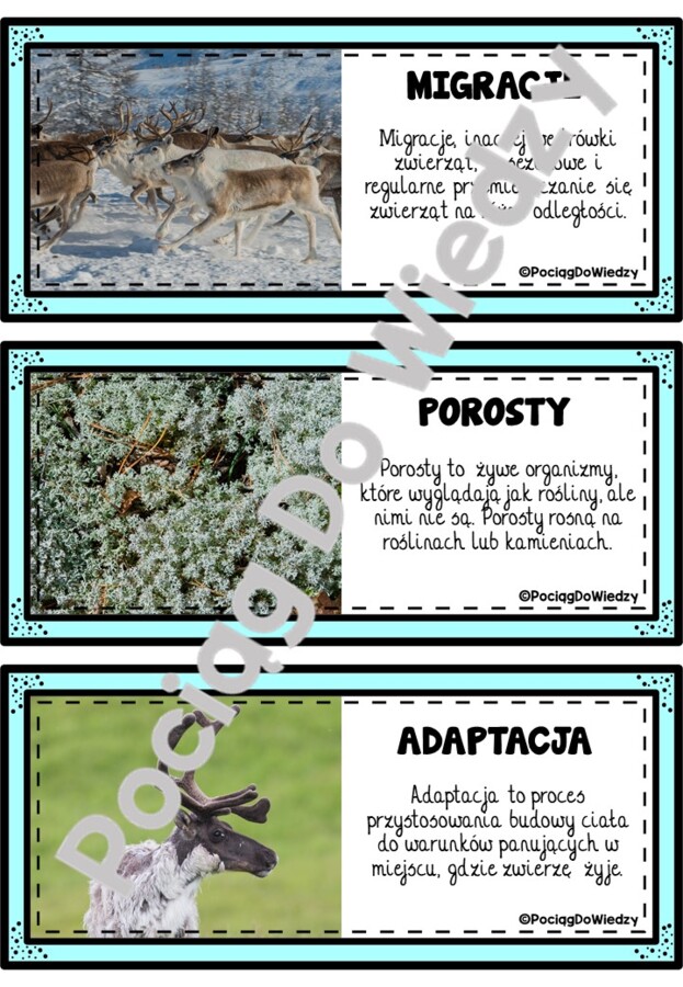 Zima - Wszystko o reniferach