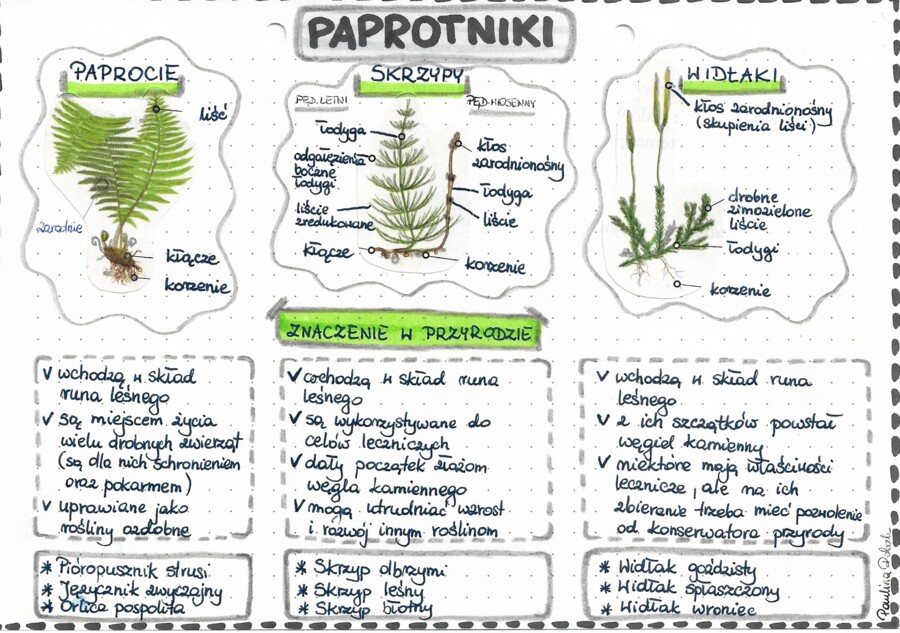 Paprotniki (paprocie, skrzypy, widłaki) - kolor - klasa 5