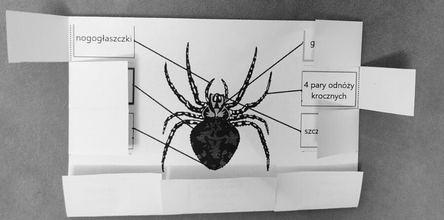 Pajęczaki - okienkowa notatka