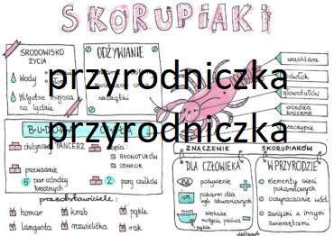 Klasa 6. Biologia. Skorupiaki - sketchnotka