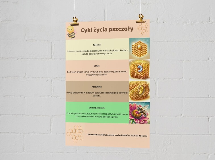Plakaty edukacyjne. Cykl życia pszczoły. Jak prawidłowo segregować odpady?