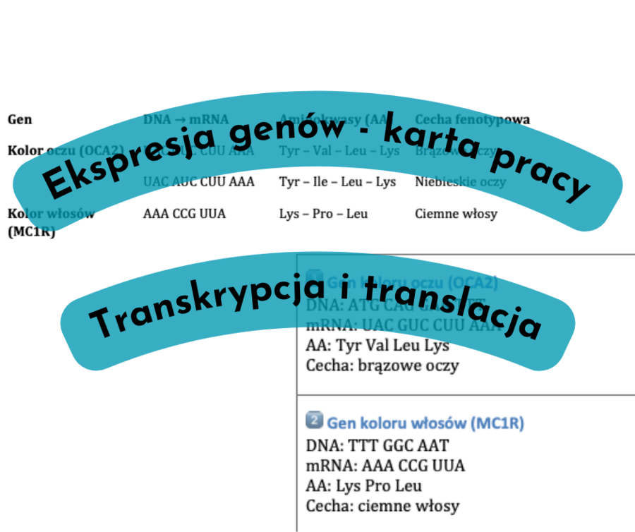 Ekspresja genów - transkrypcja, translacja. Karta genów - portret genetyczny.