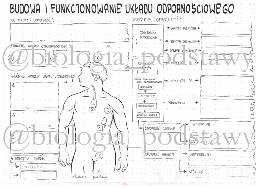 Klasa 7 - Układ odpornościowy - karta pracy