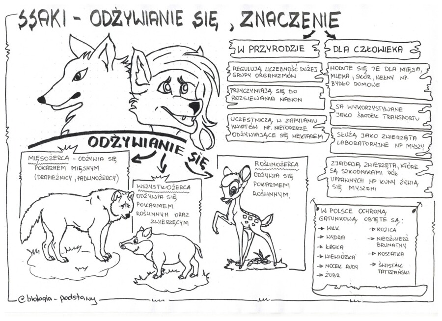 Ssaki - klasa 6 - sketchnotka cz.3