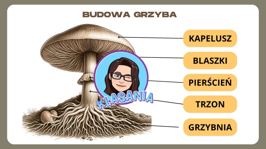 Wklejka- Budowa grzyba
