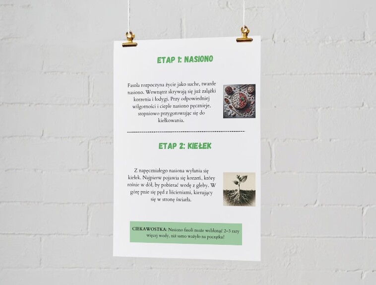 Plakaty edukacyjne. Cykl życia fasoli (etap 1: nasiono, etap 2: kiełek, etap 3: młoda roślina, etap 4: dorosła roślina). Jak segregować śmieci? Kolorowe kosze i co do nich wrzucamy? Najczęstsze błędy i odpady nietypowe.