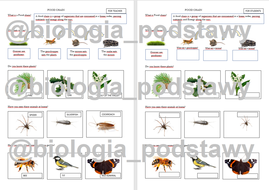 Klasa 4 - Rośliny i zwierzęta wokół nas - notatka w języku angielskim