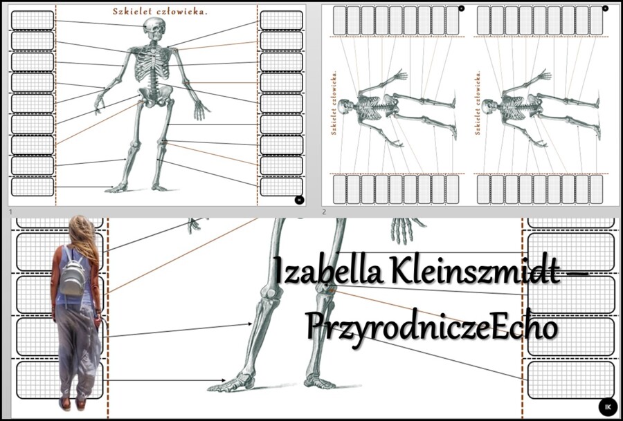 Notatka okienkowa/stacja zadaniowe/notatka interaktywna/notatka graficzna/karta pracy/sketchnotka „Szkielet człowieka” w pdf. „Budowa szkieletu osiowego”. Biologia 7, dział „Aparat ruchu”. Materiał wykonany na podstawie podręcznika z wydawnictwa Nowa Era