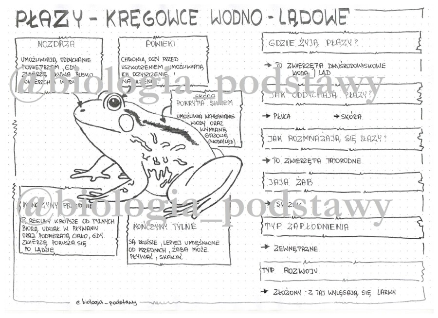 Klasa 6 - Płazy - sketchnotka