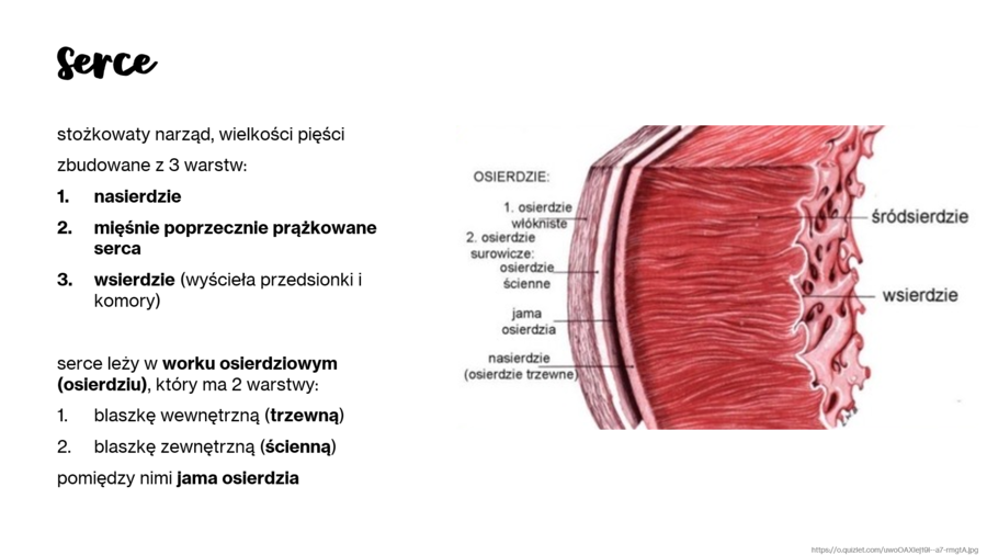 Budowa i funkcje układu krwionośnego KLASA 3 ROZSZERZENIE BIOLOGIA