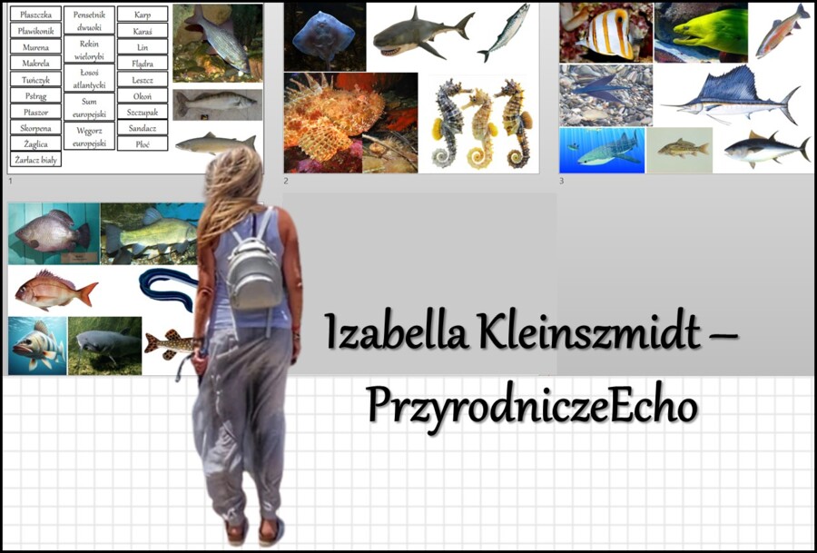 Materiał do zalaminowania/praca w grupach/stacje zadaniowe/układanka/puzzle okienkowa „Przegląd i znaczenie ryb” w pdf. Biologia 6 dział „Kręgowce zmiennocieplne”.
