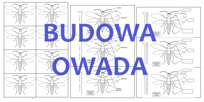 BUDOWA OWADA