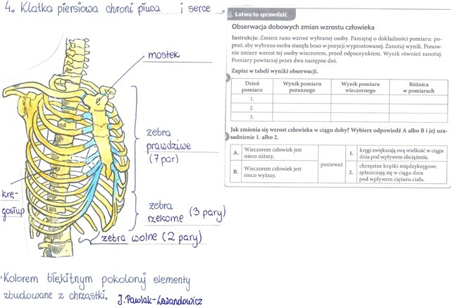 Rola i budowa szkieletu osiowego - część 2