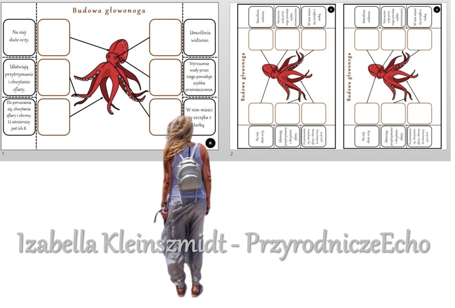 Notatka okienkowa „Budowa ośmiornicy”, „Mięczaki – zwierzęta, które mają miękkie ciało”. Biologia 6 „Stawonogi i mięczaki”.